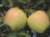 Golden Delicious Reinders